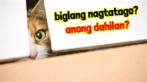 Insan Akala ko ba Chupa Lang Bakit Bigla mong Inupuan – .